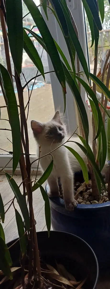 Ragdoll kittens. 2 left - Image 4