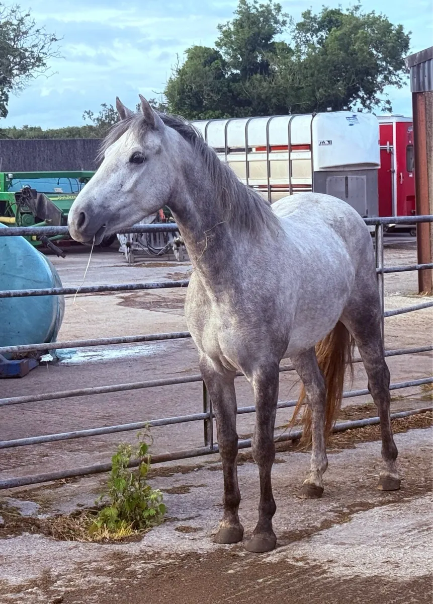 3 year old Conamaras - Image 2