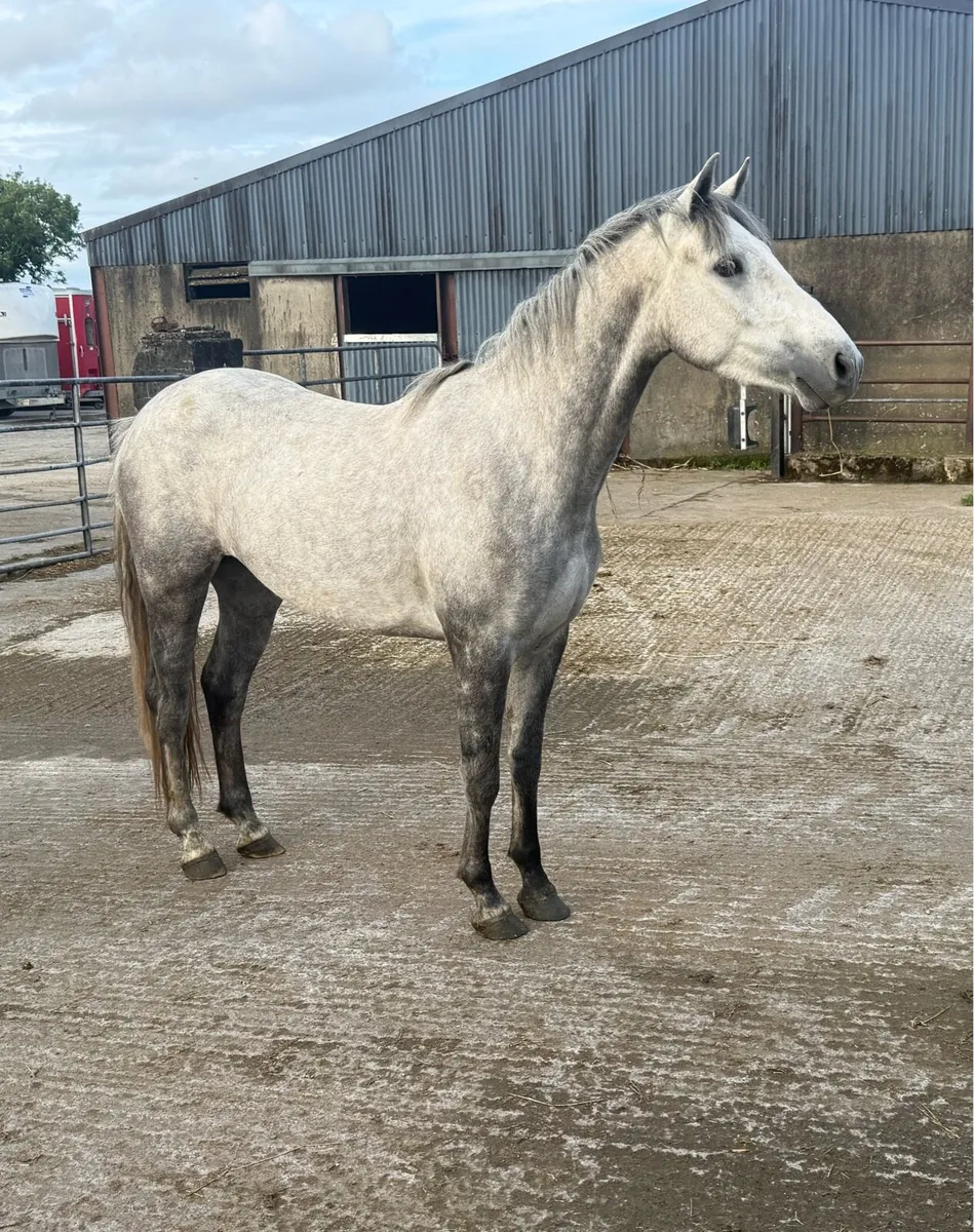 3 year old Conamaras - Image 1
