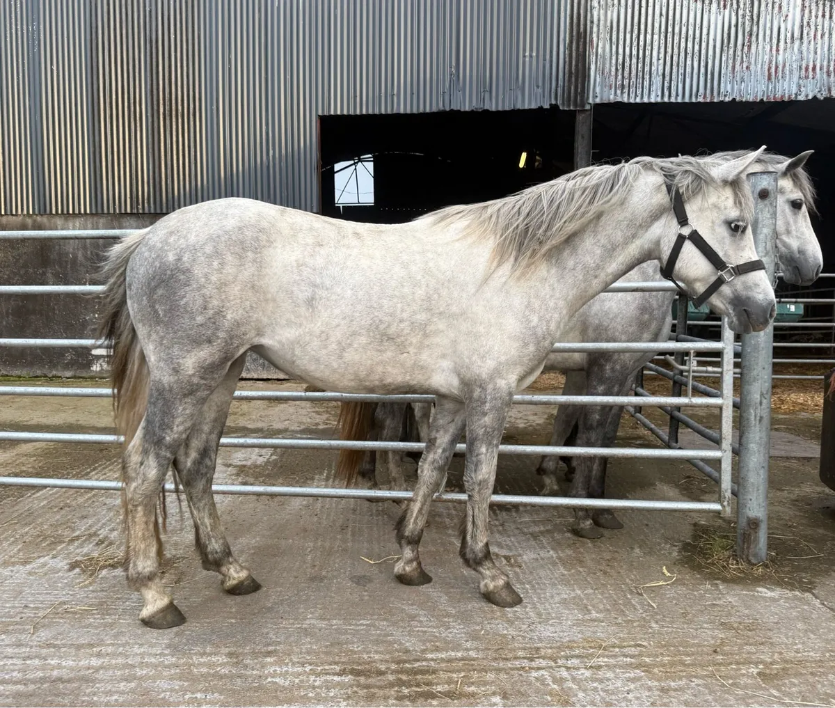 3 year old Conamaras - Image 3