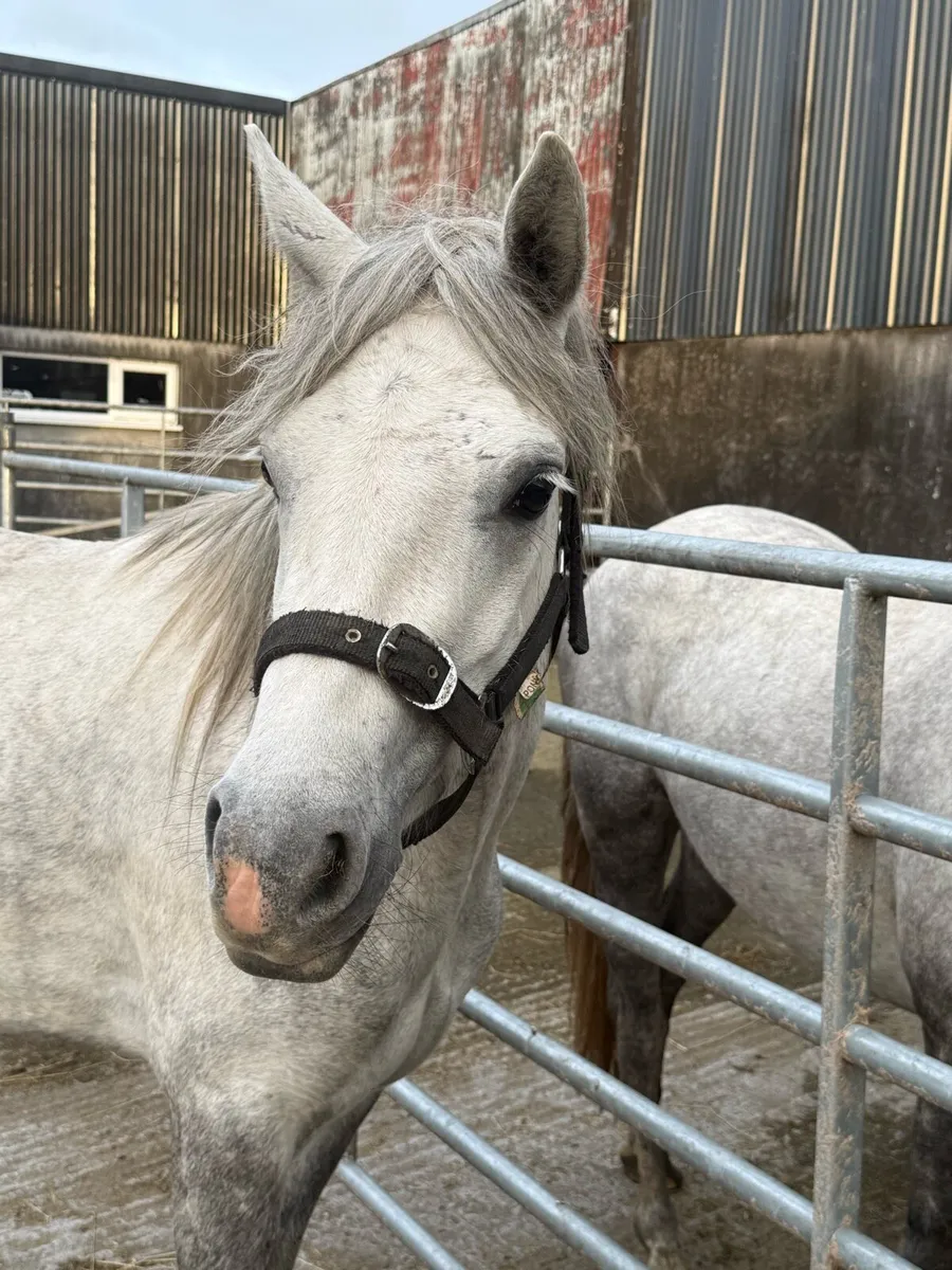 3 year old Conamaras - Image 4