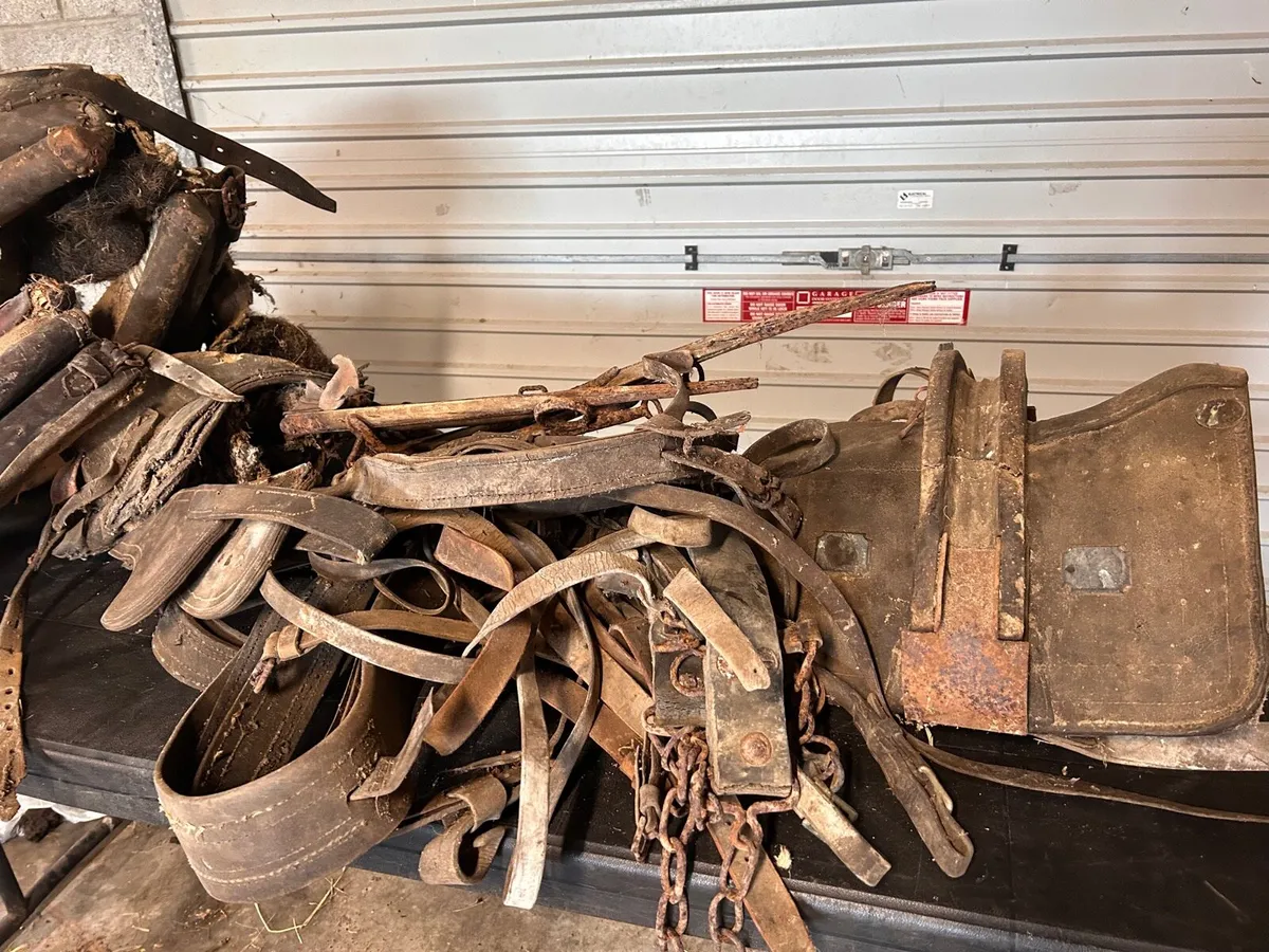 Donkey / horse harness - Image 4