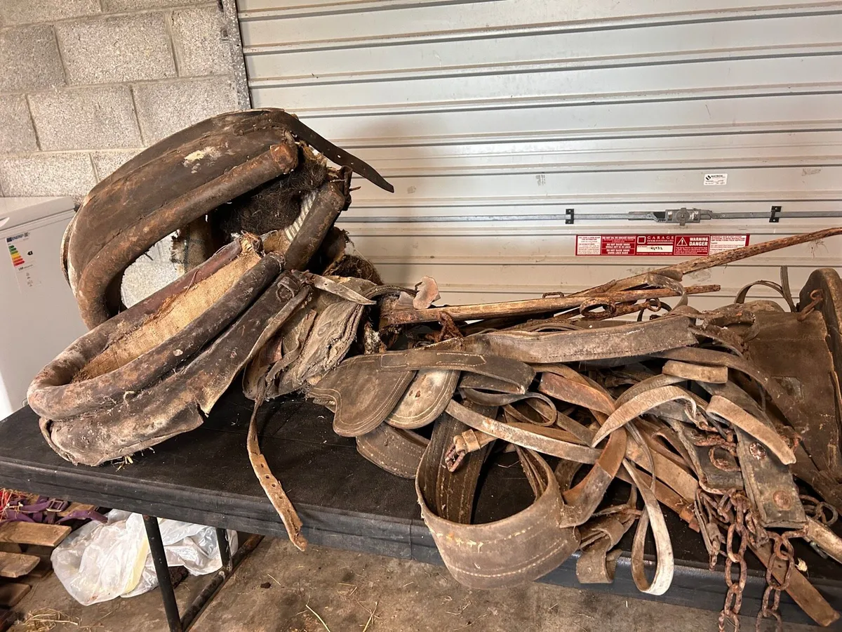 Donkey / horse harness - Image 2
