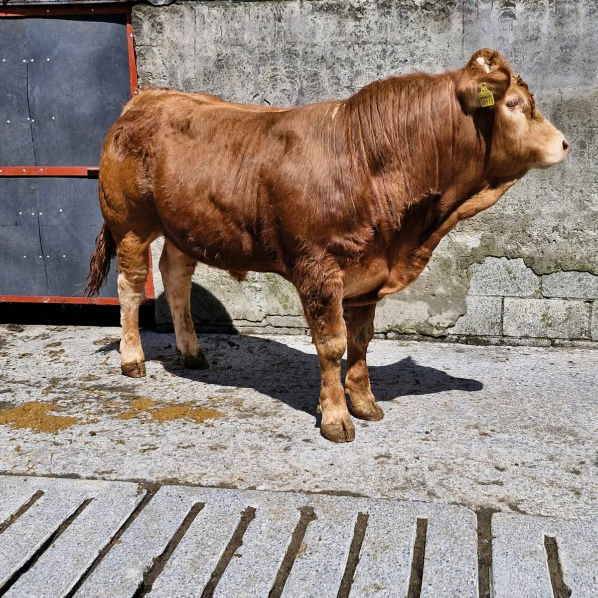 Pedigree limousine bulls - Image 1