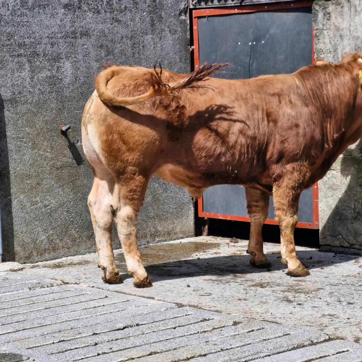 Pedigree limousine bulls - Image 3