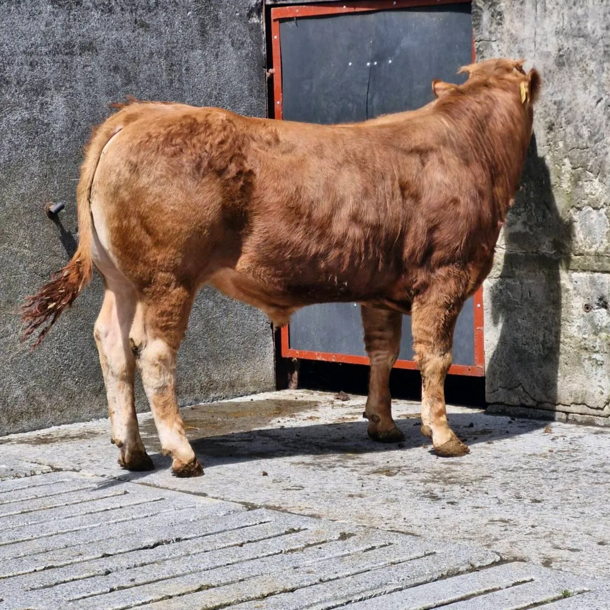 Pedigree limousine bulls - Image 4