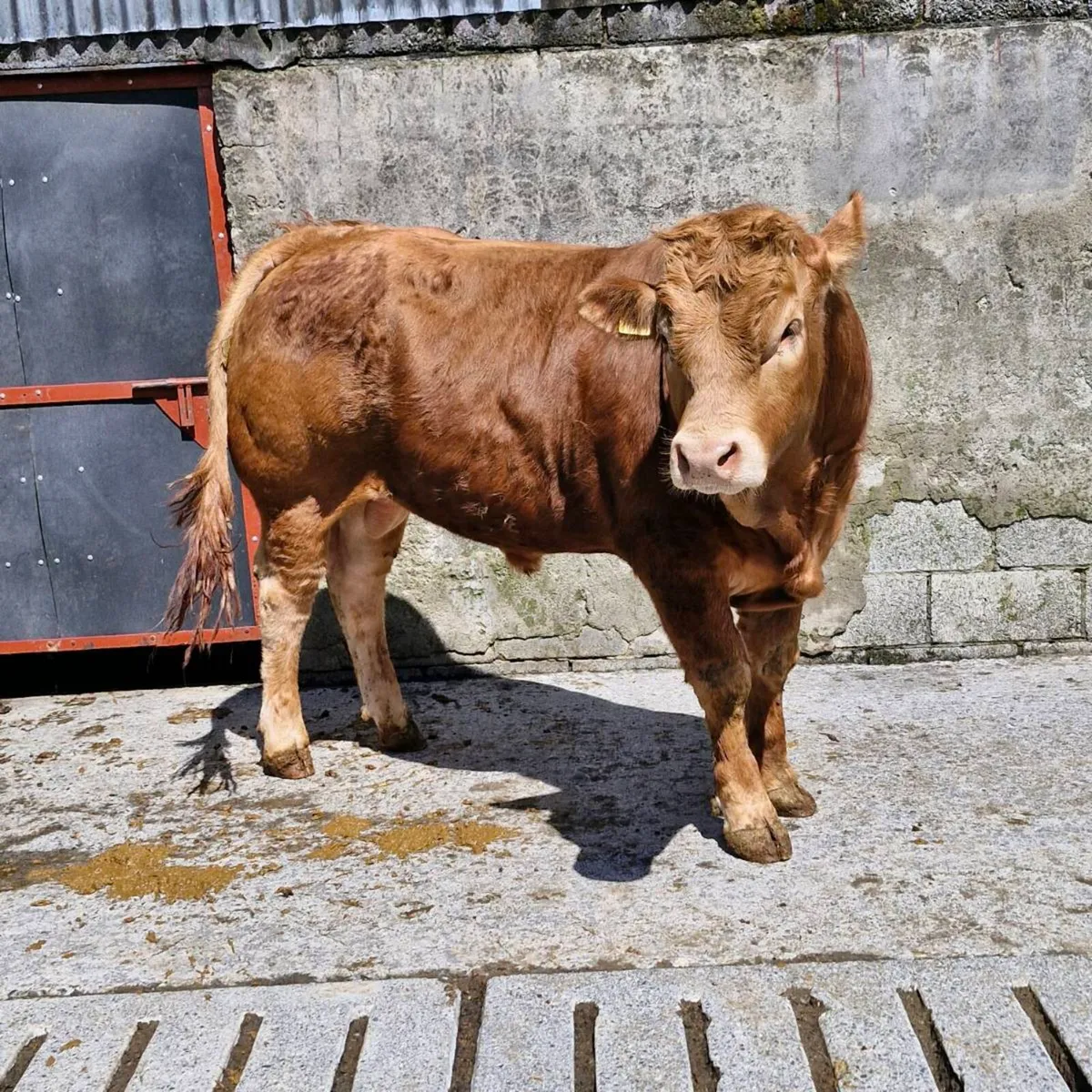 Pedigree limousine bulls - Image 2