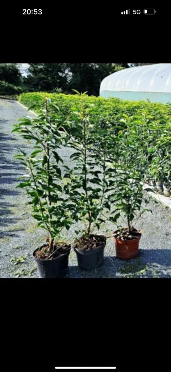 Portuguese Laurel Hedging 40-60cm 3ltr pots - Image 4