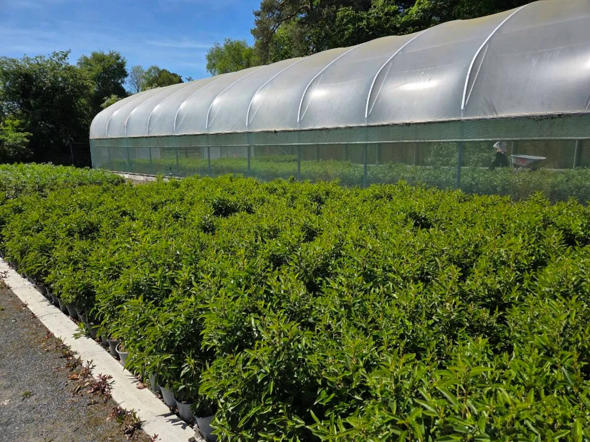 Portuguese Laurel Hedging 40-60cm 3ltr pots - Image 4