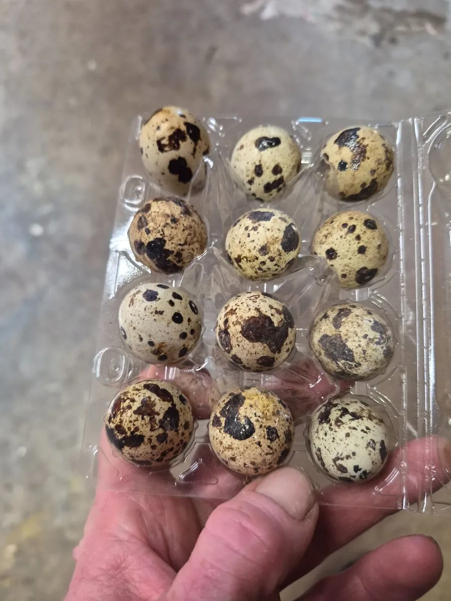 Quail eggs for eating