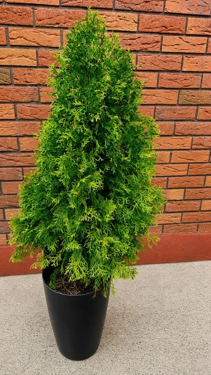 Potted Thuja (Conifer) for sale – 110cm