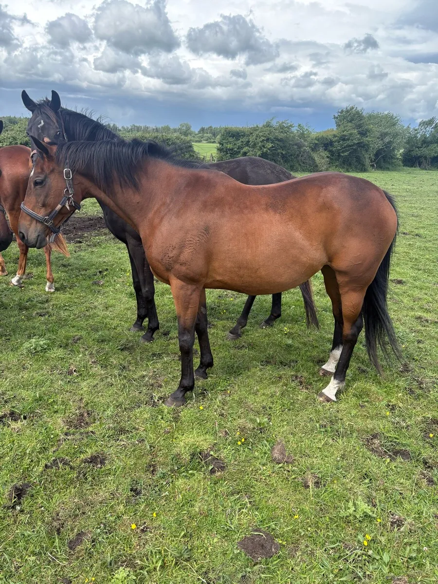 Thoroughbred NH winning mare - Image 1