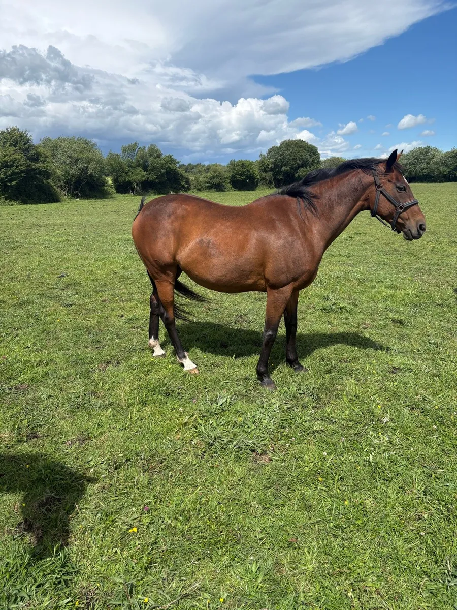 Thoroughbred NH winning mare - Image 2