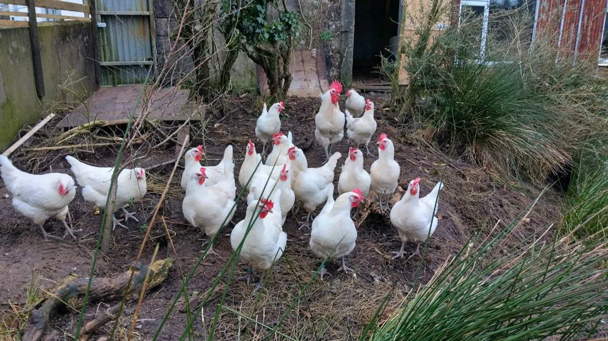 La Bresse hatching eggs - Image 2