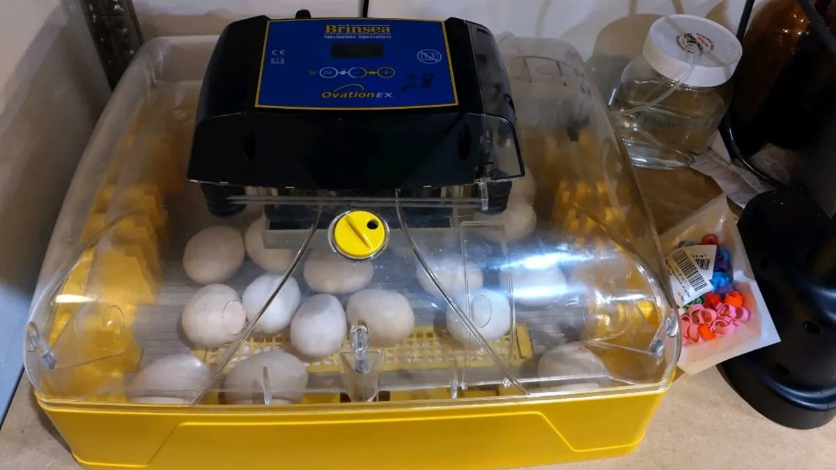 La Bresse hatching eggs - Image 3