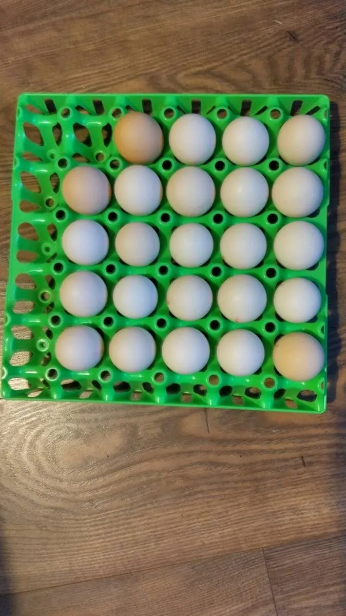 La Bresse hatching eggs - Image 1