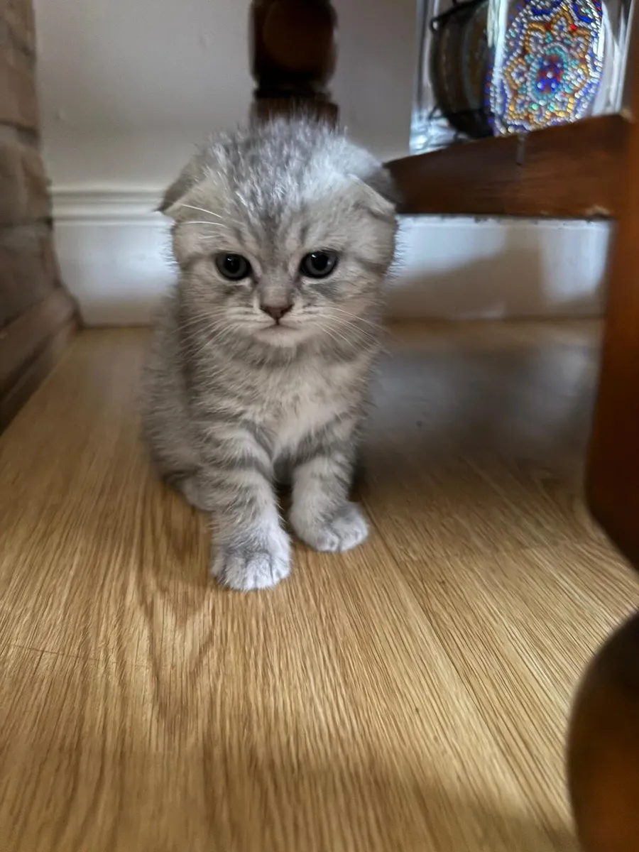 Scottish fold - Image 1