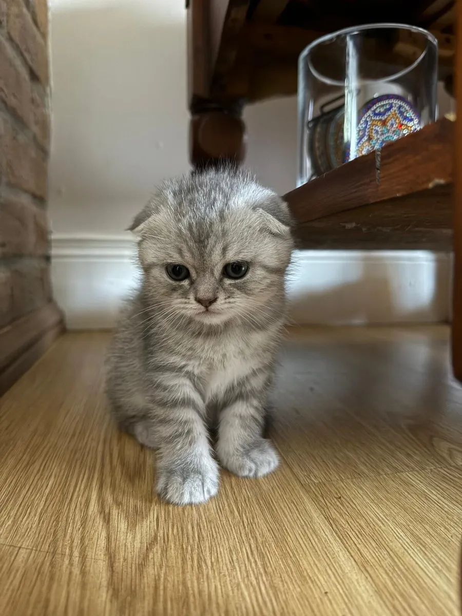 Scottish fold - Image 2
