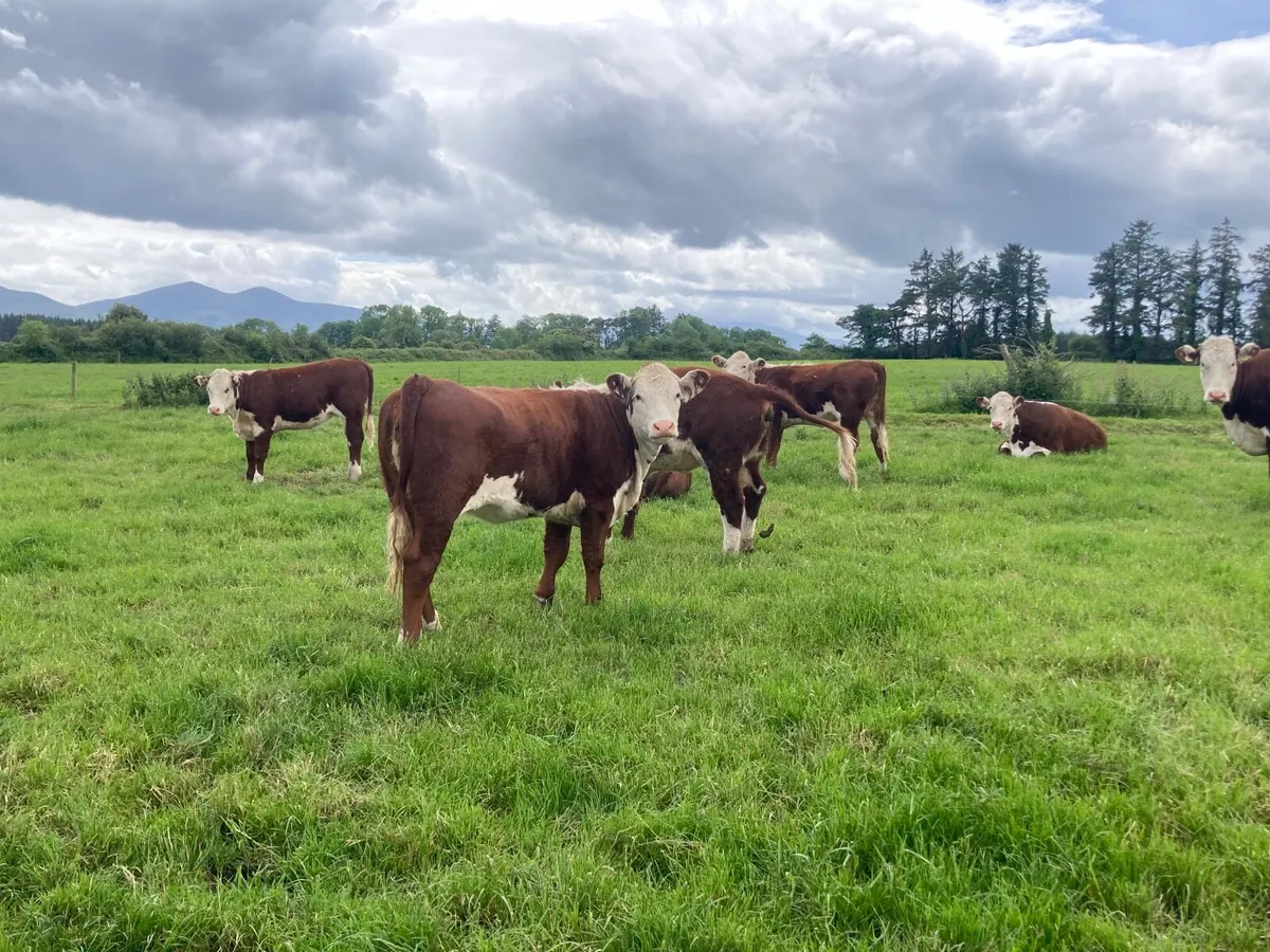 Beef cattle - Image 1