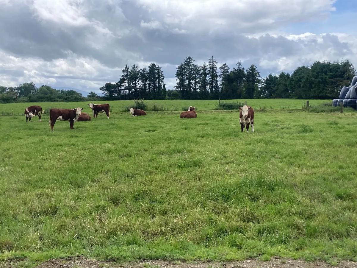 Beef cattle - Image 2