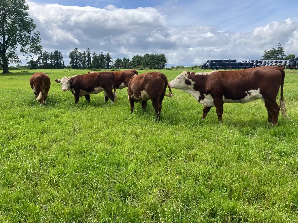 Beef cattle - Image 3