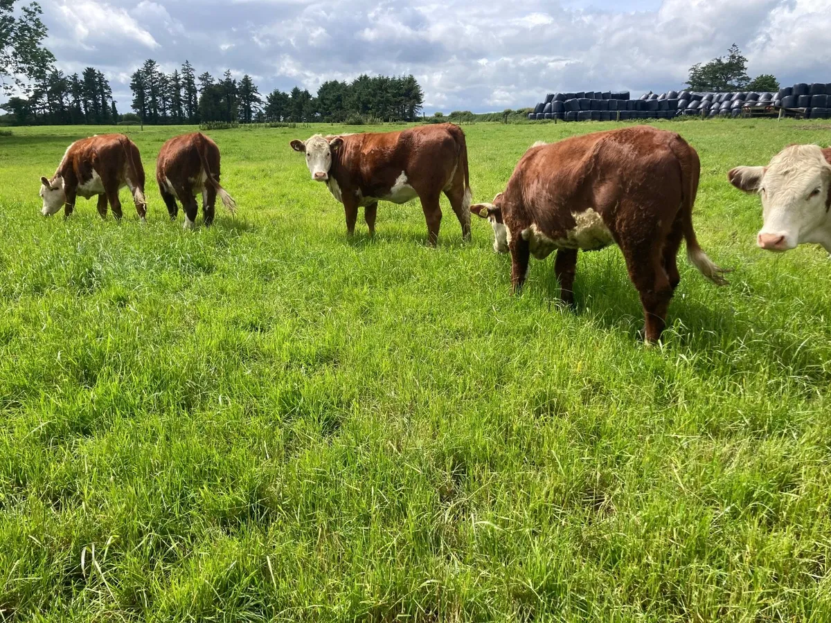 Beef cattle - Image 4