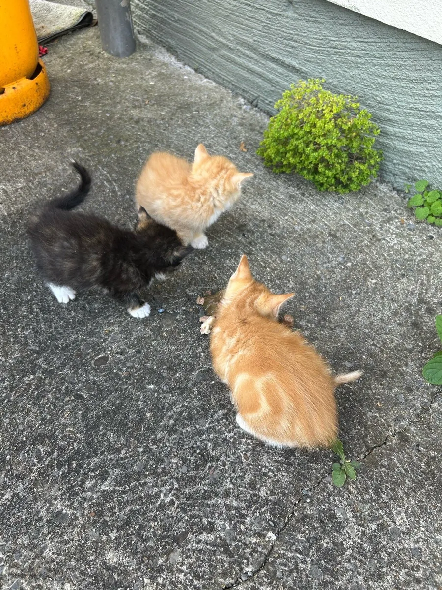 Kittens - Image 1