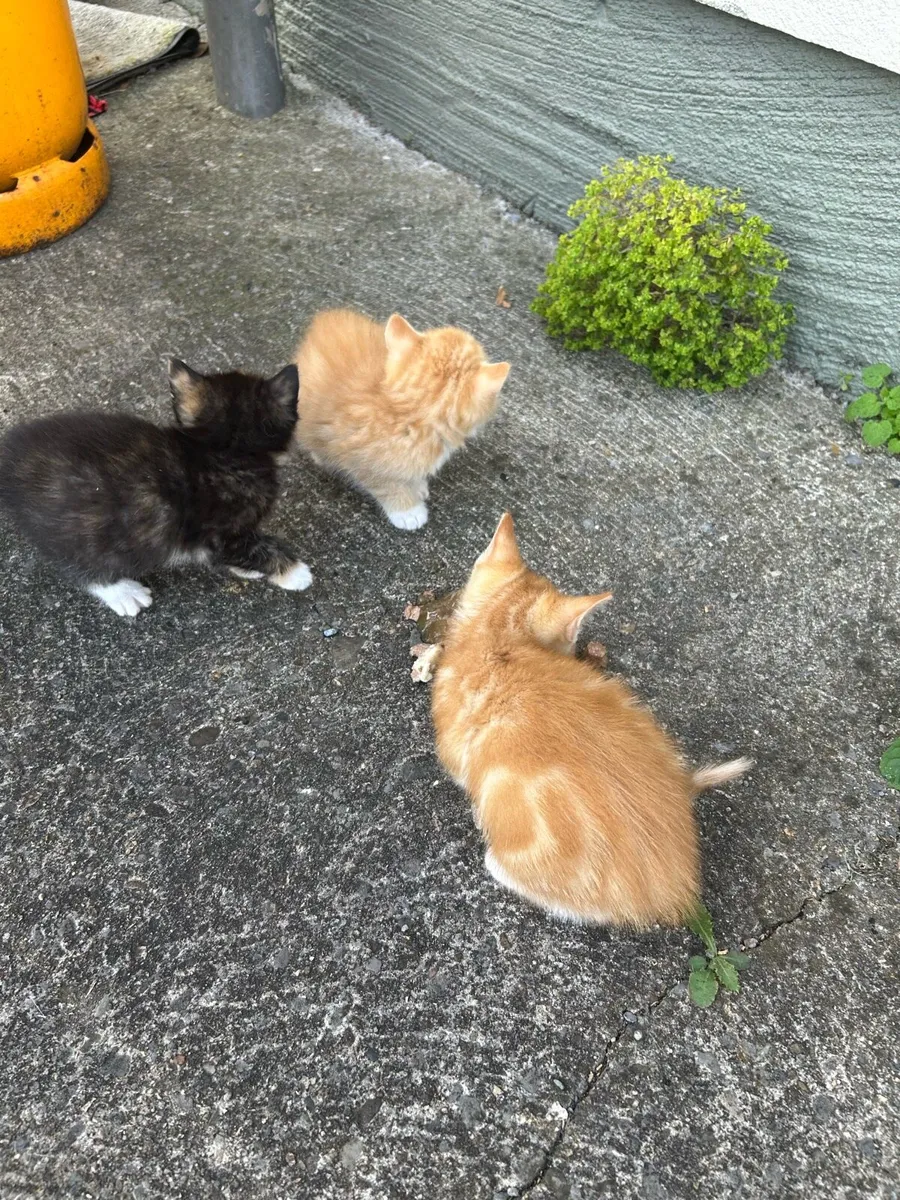 Kittens - Image 2