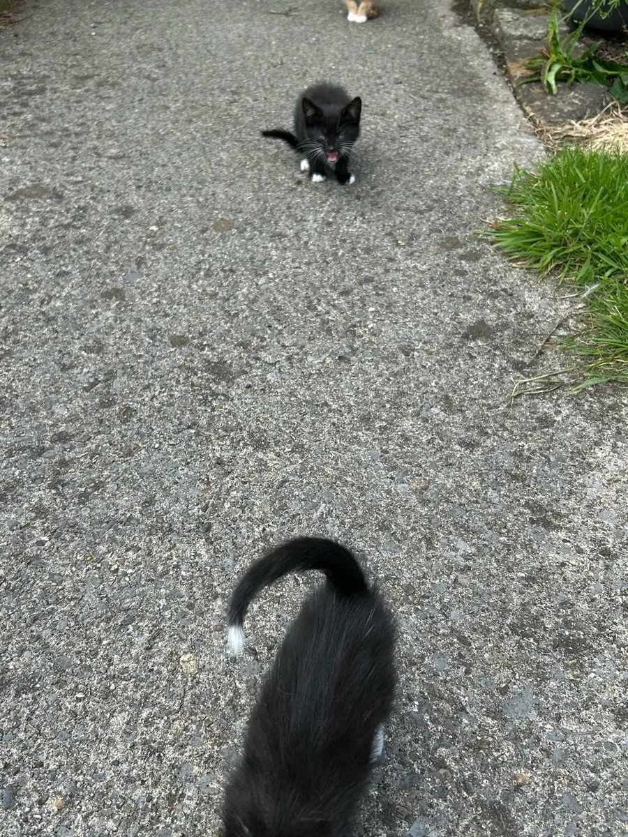 Kittens - Image 4