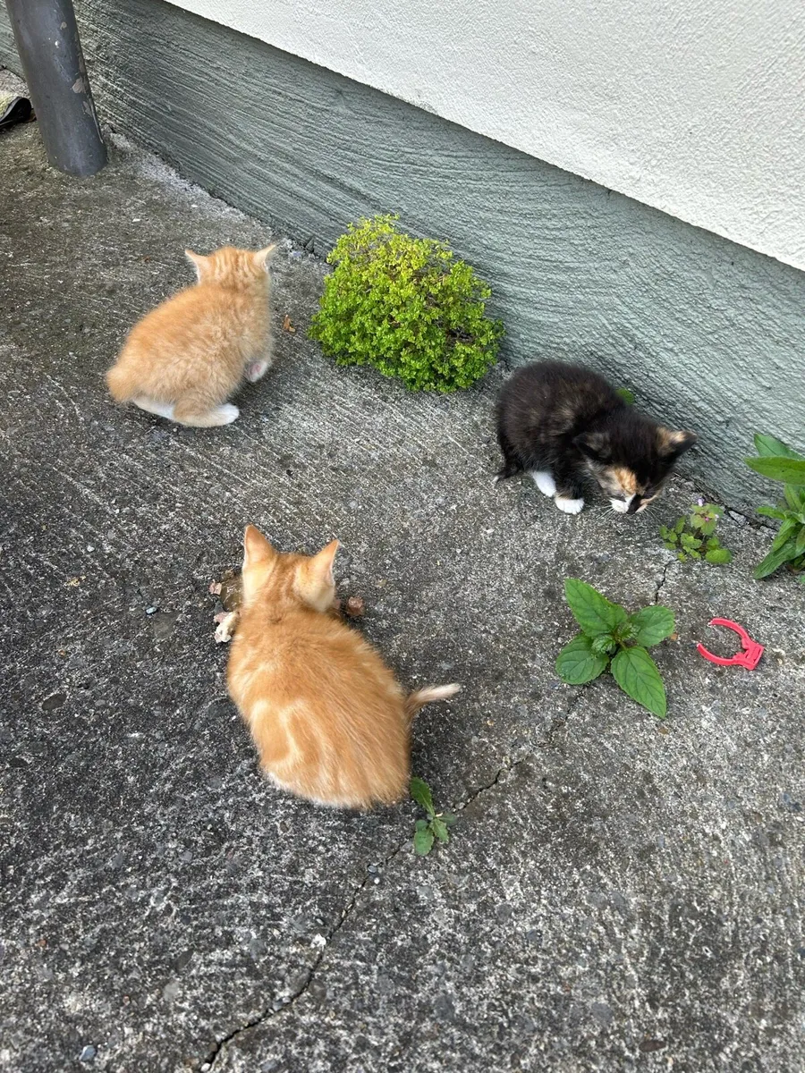 Kittens - Image 3