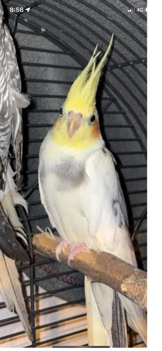 Cockatiel