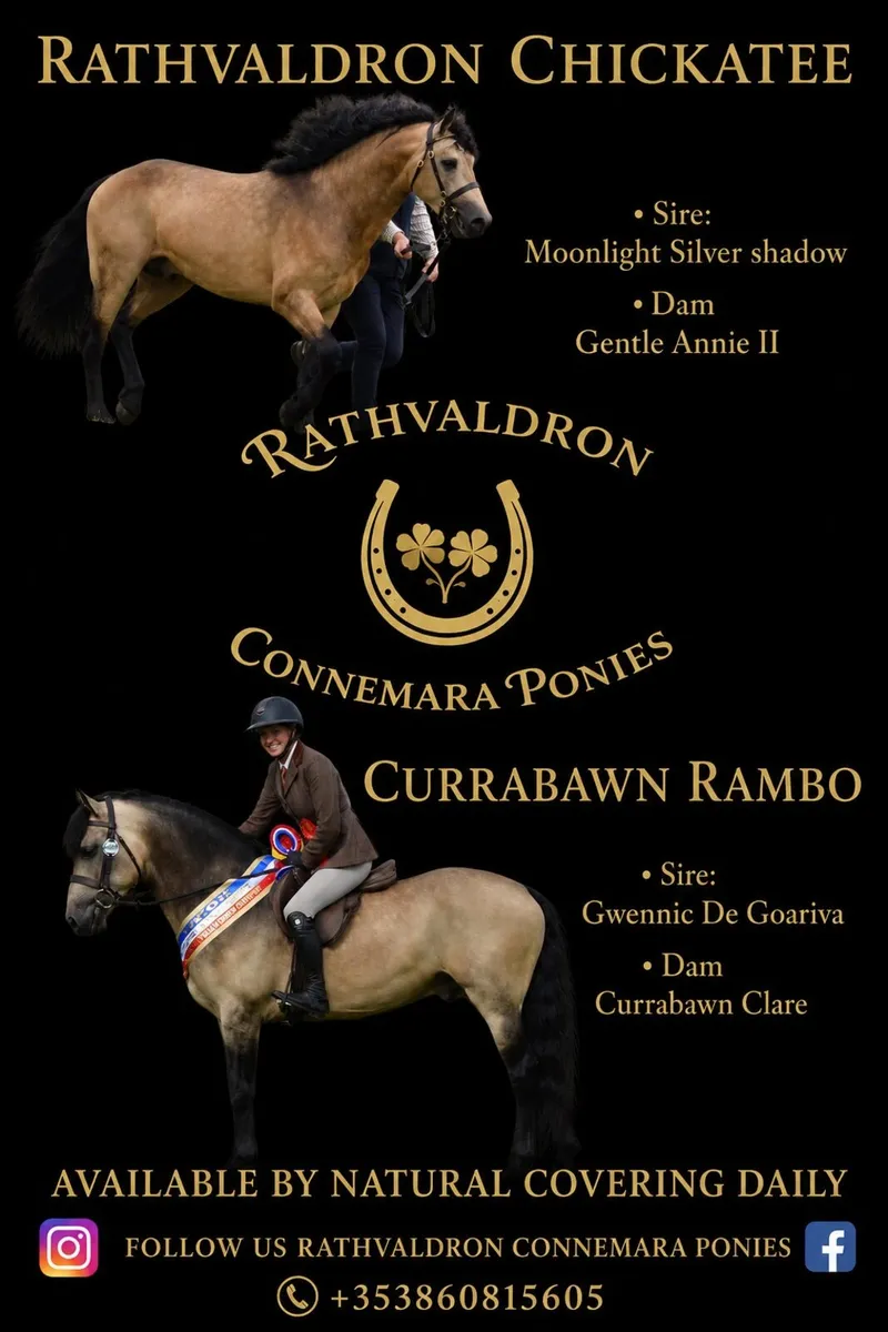 Connemara stallions at stud - Image 1