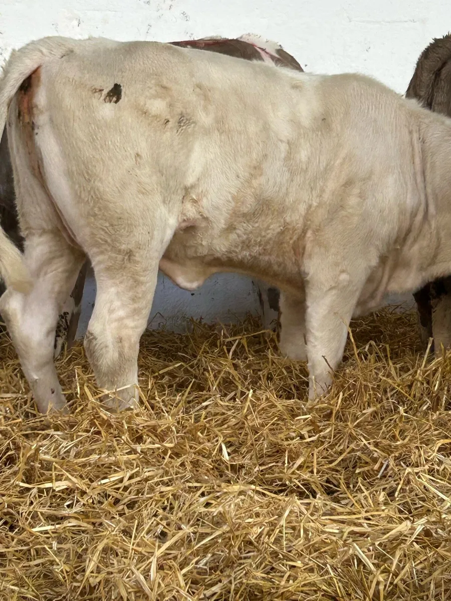 14 EXCEPTIONAL QUALITY  CONTINENTAL HEIFER RUNNERS - Image 1