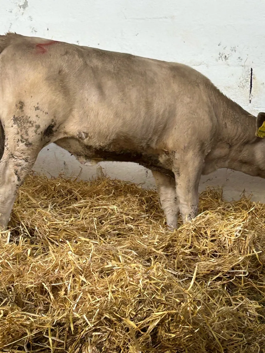 14 EXCEPTIONAL QUALITY  CONTINENTAL HEIFER RUNNERS - Image 2