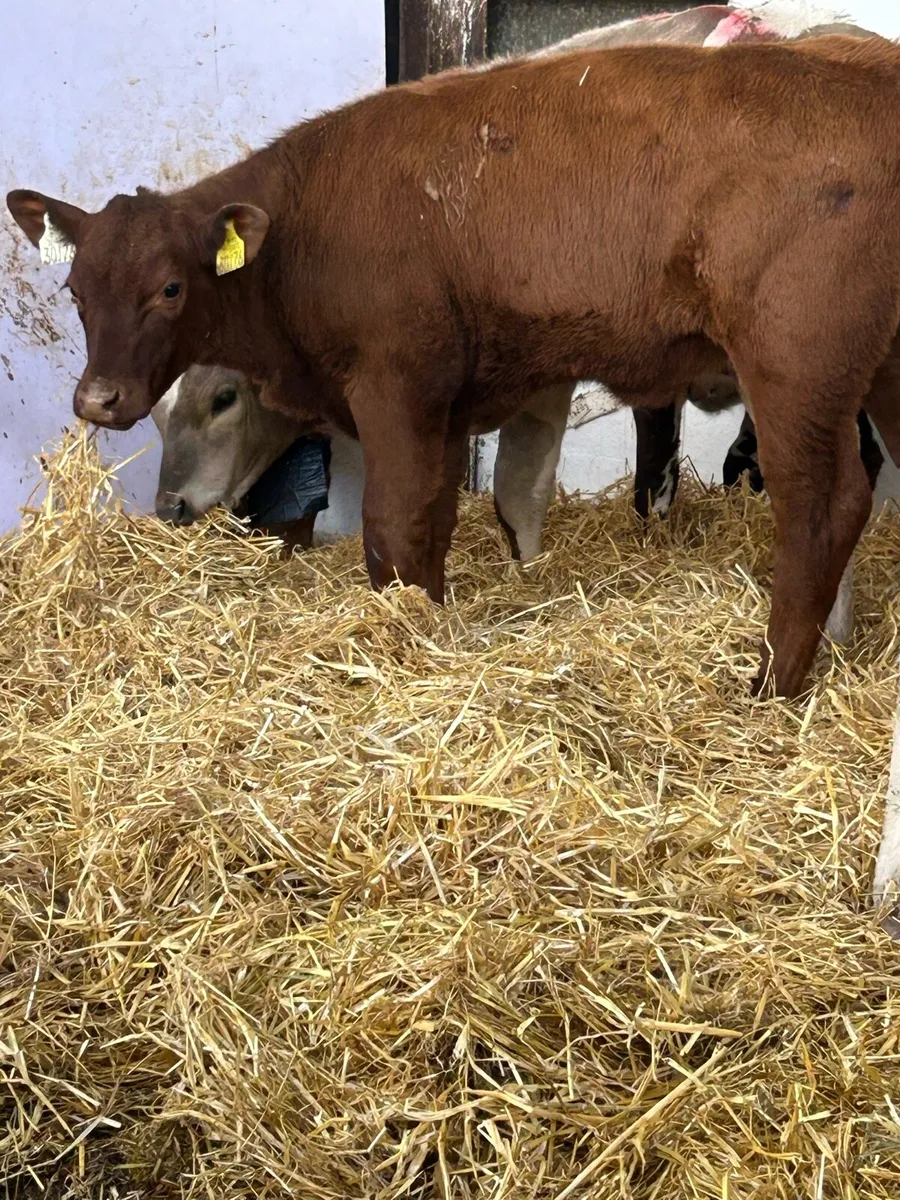 14 EXCEPTIONAL QUALITY  CONTINENTAL HEIFER RUNNERS - Image 3