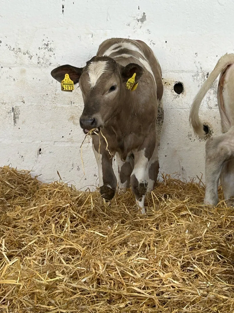 14 EXCEPTIONAL QUALITY  CONTINENTAL HEIFER RUNNERS - Image 4
