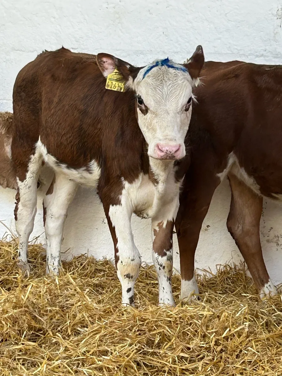 3 FOUR MONTHS OLD HEIFER RUNNERS - Image 2