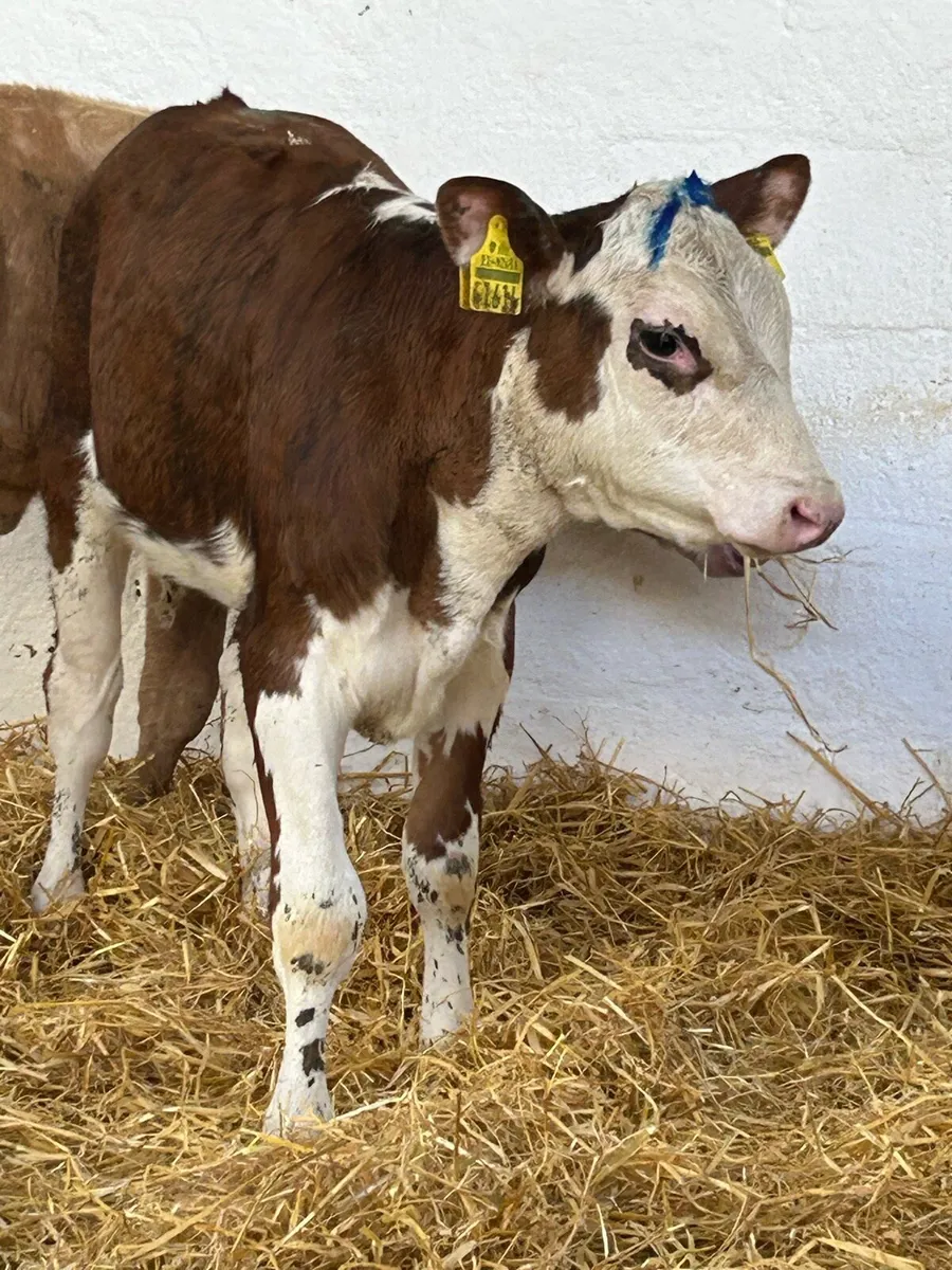 3 FOUR MONTHS OLD HEIFER RUNNERS - Image 3