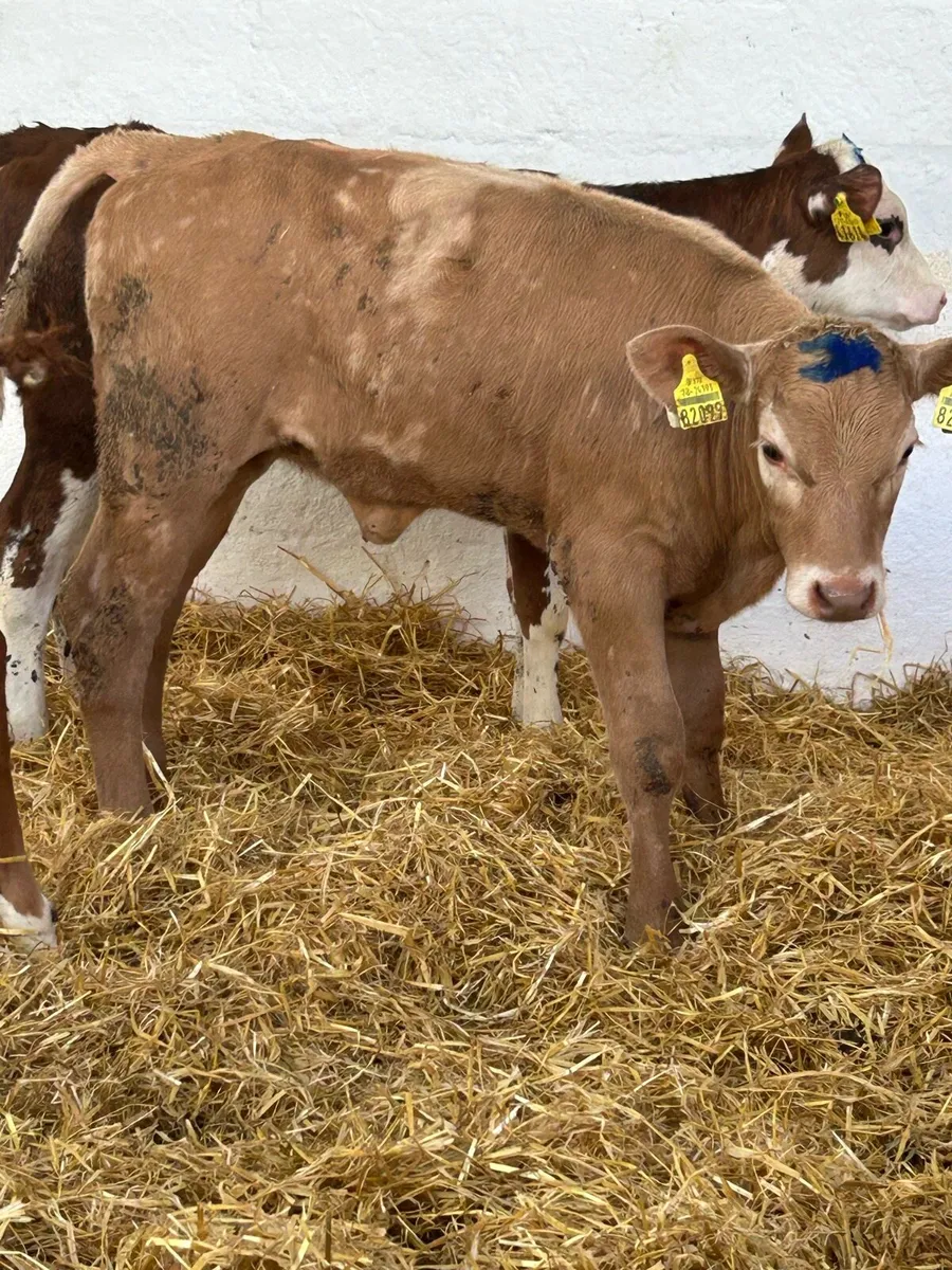 3 FOUR MONTHS OLD HEIFER RUNNERS - Image 1