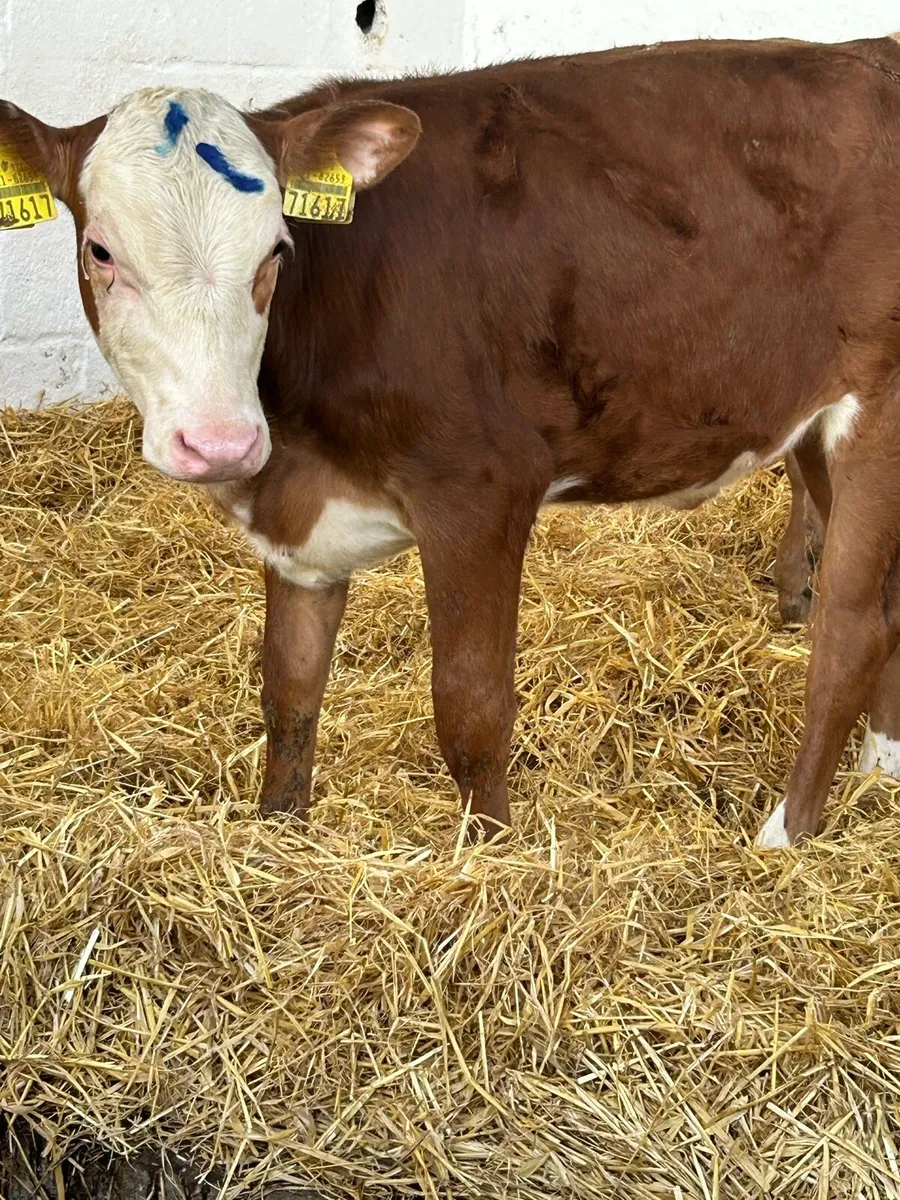 3 FOUR MONTHS OLD HEIFER RUNNERS - Image 4