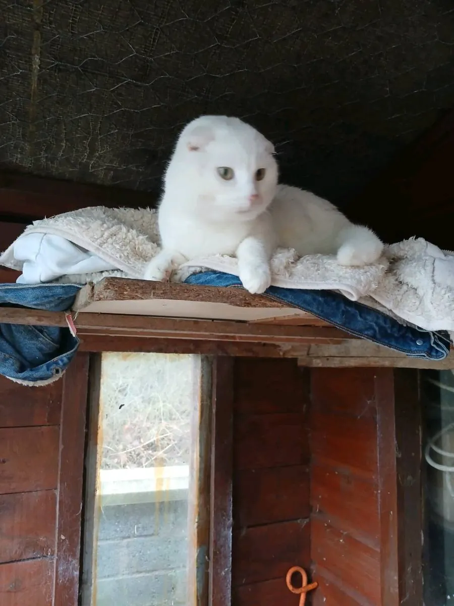 ragdoll kitten Male Scottish fold male - Image 4