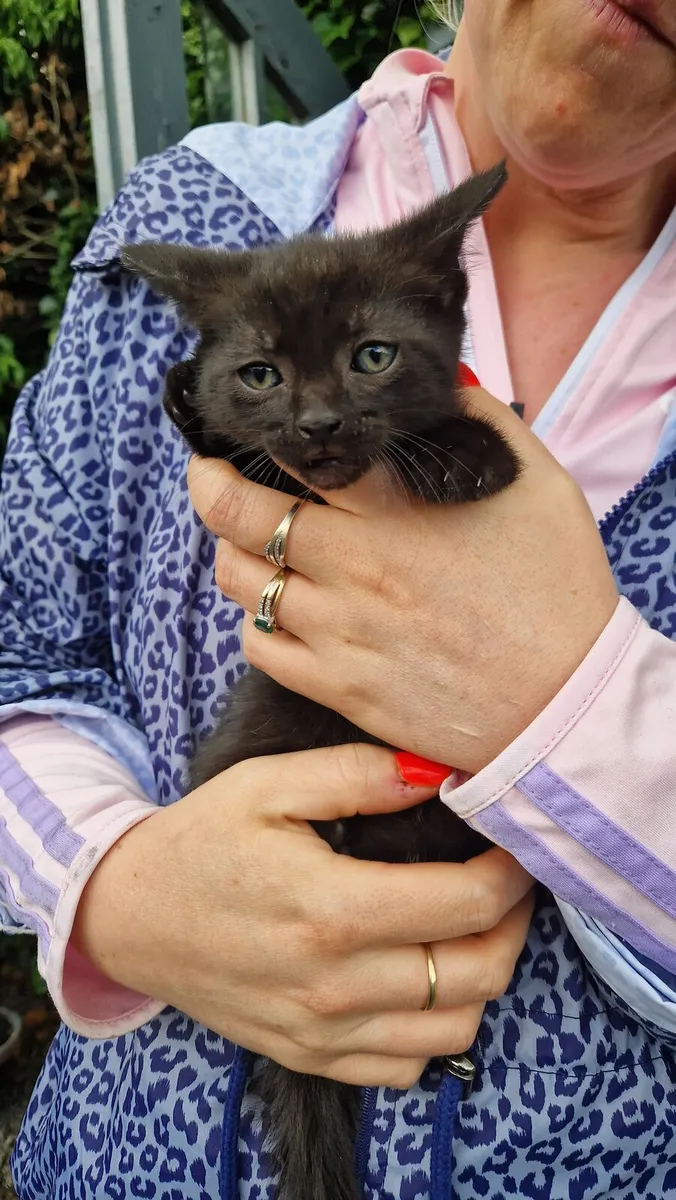 Black kittens - Image 1