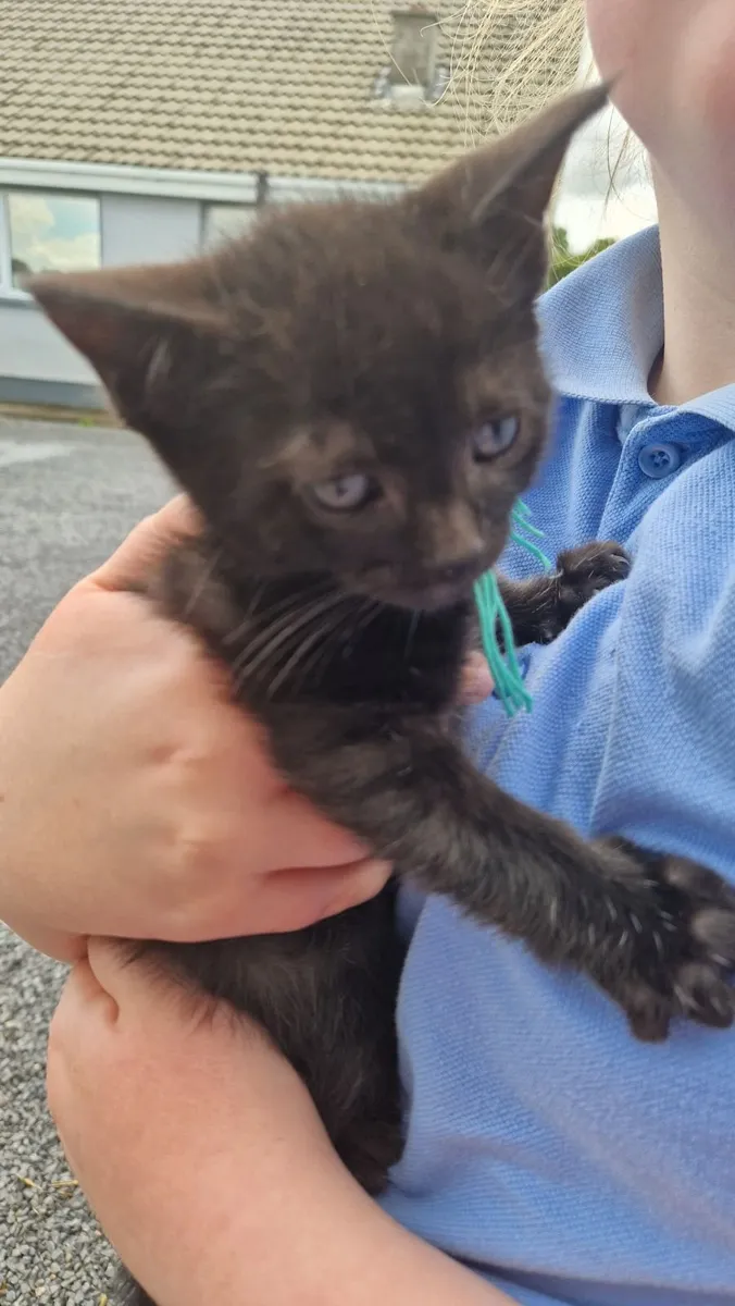 Black kittens - Image 2