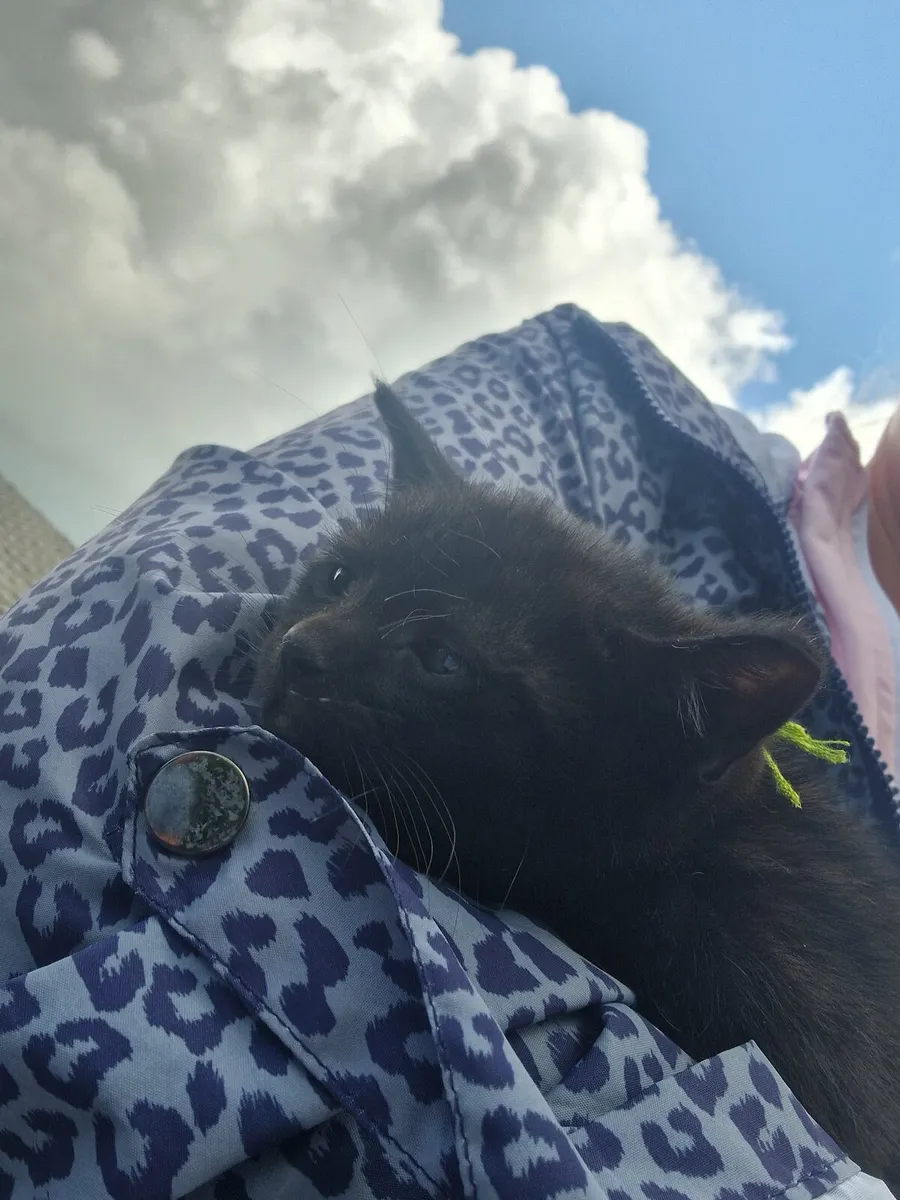 Black kittens - Image 3