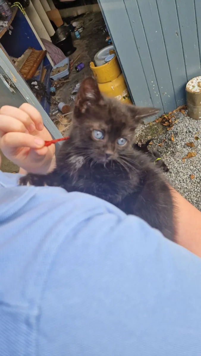 Black kittens - Image 4