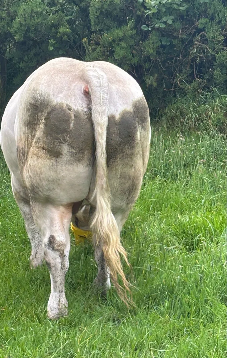 Charolais bull - Image 2