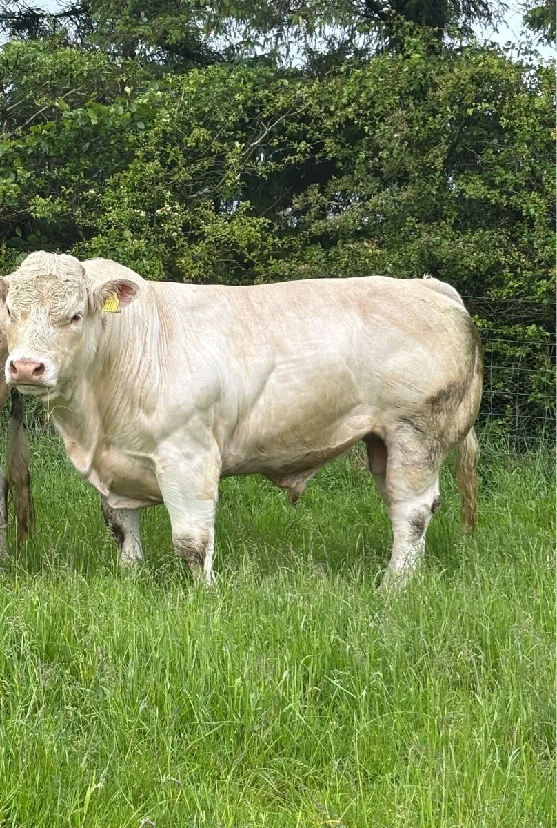 Charolais bull - Image 1