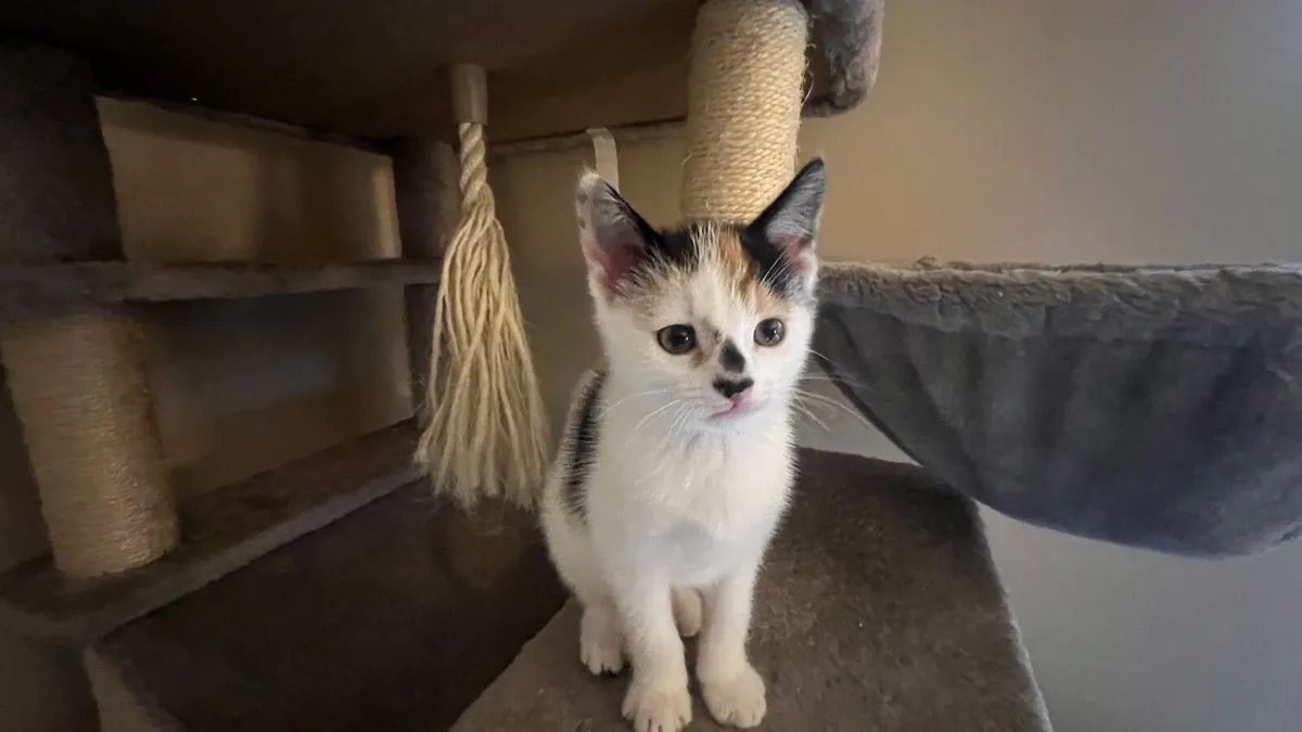 A female kitten 2 months old - Image 3