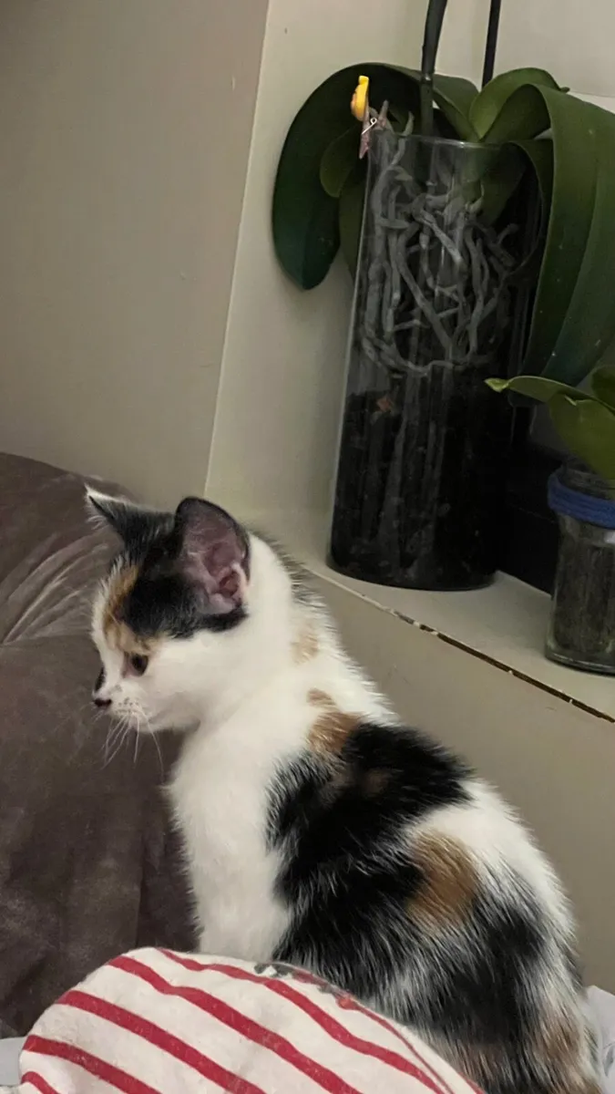 A female kitten 2 months old - Image 1