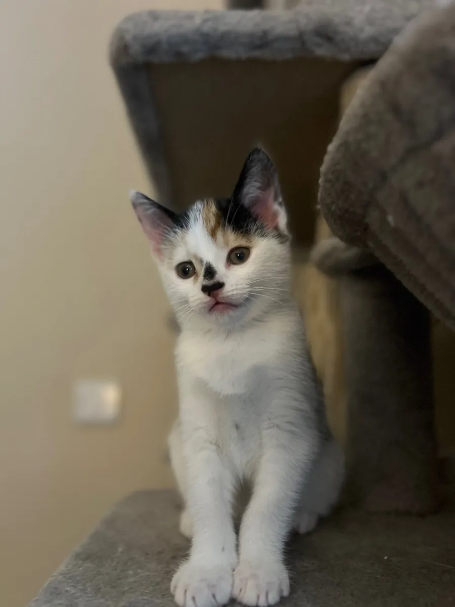 A female kitten 2 months old - Image 2